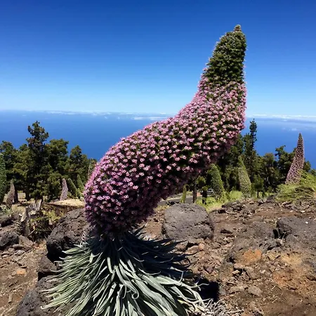 Panoramic * Tazacorte